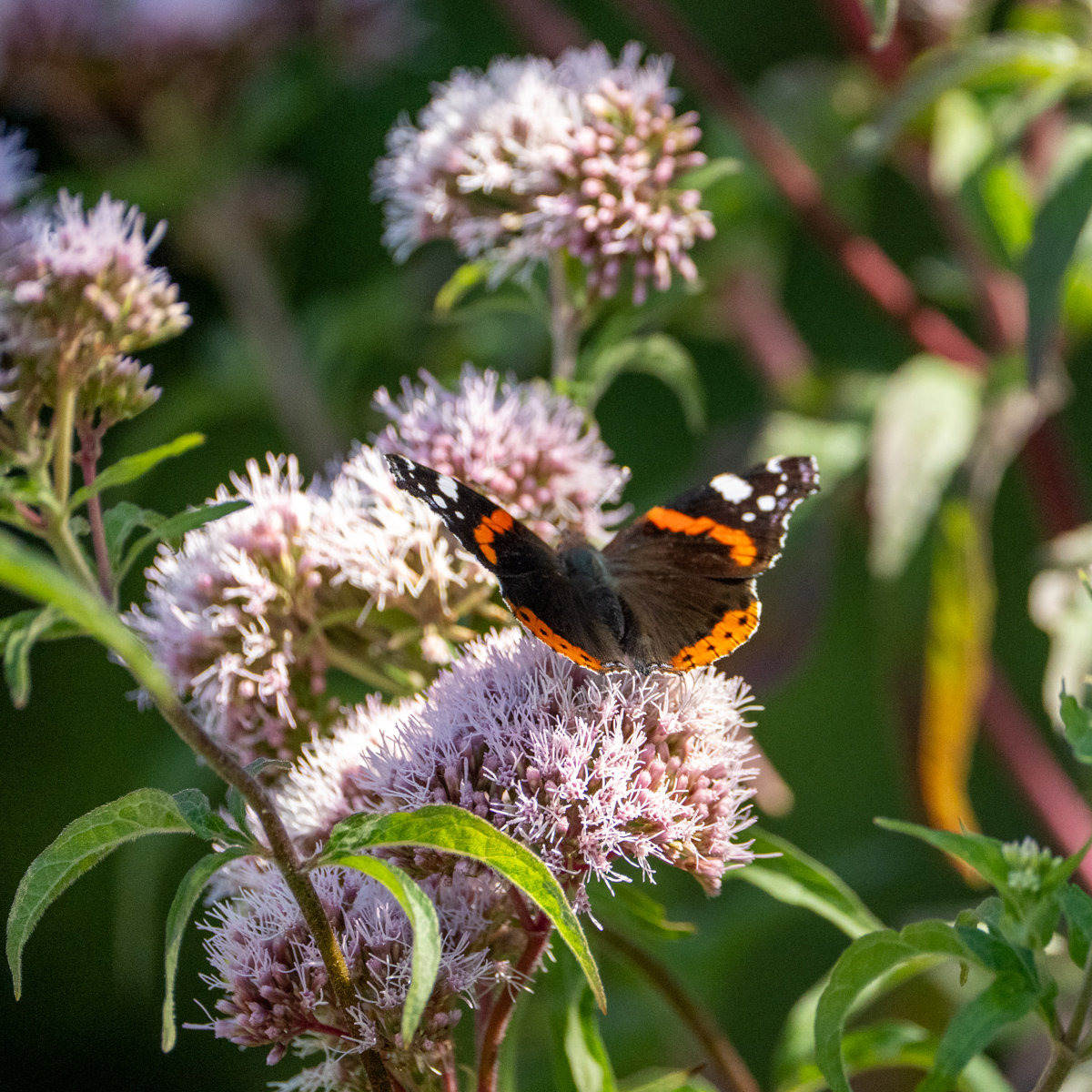 Photography by Chris Allington